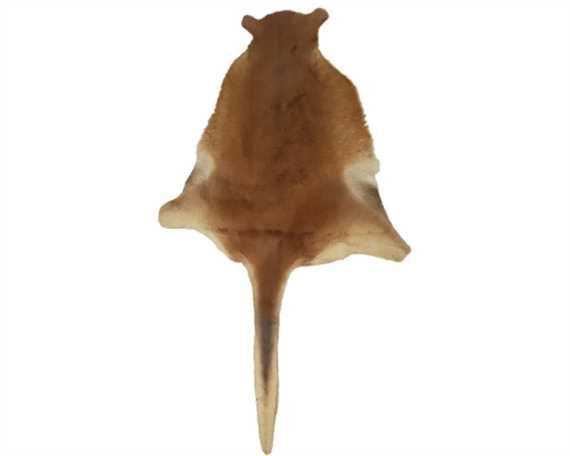 HAIR ON KANGAROO HAIR ON HIDE LARGE WITH TAILS